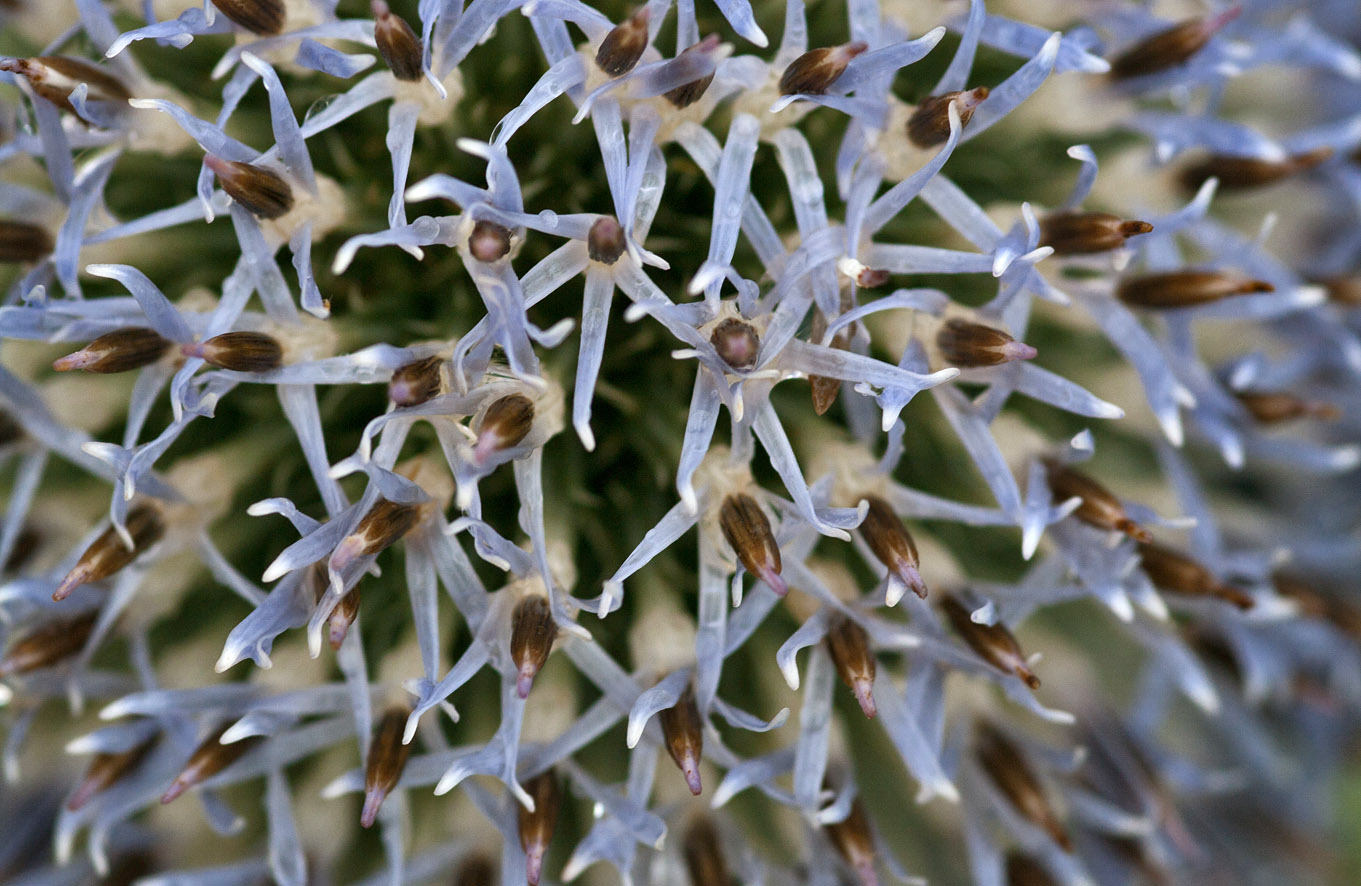 Kugeldistel