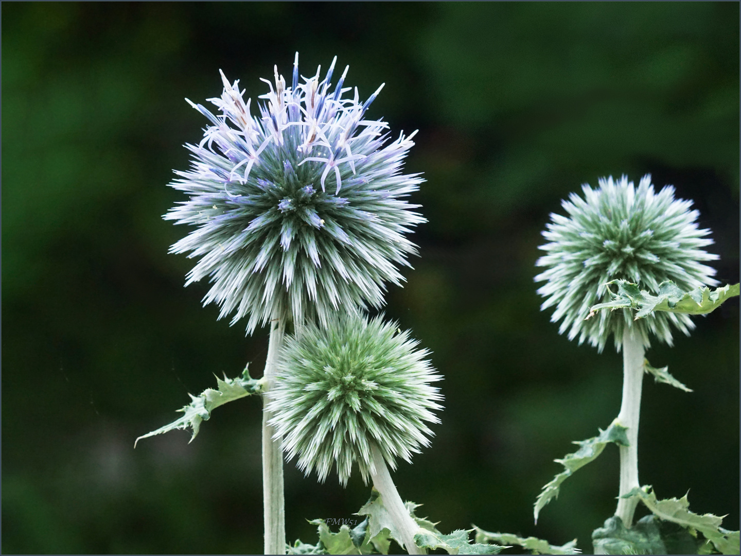 Kugeldistel