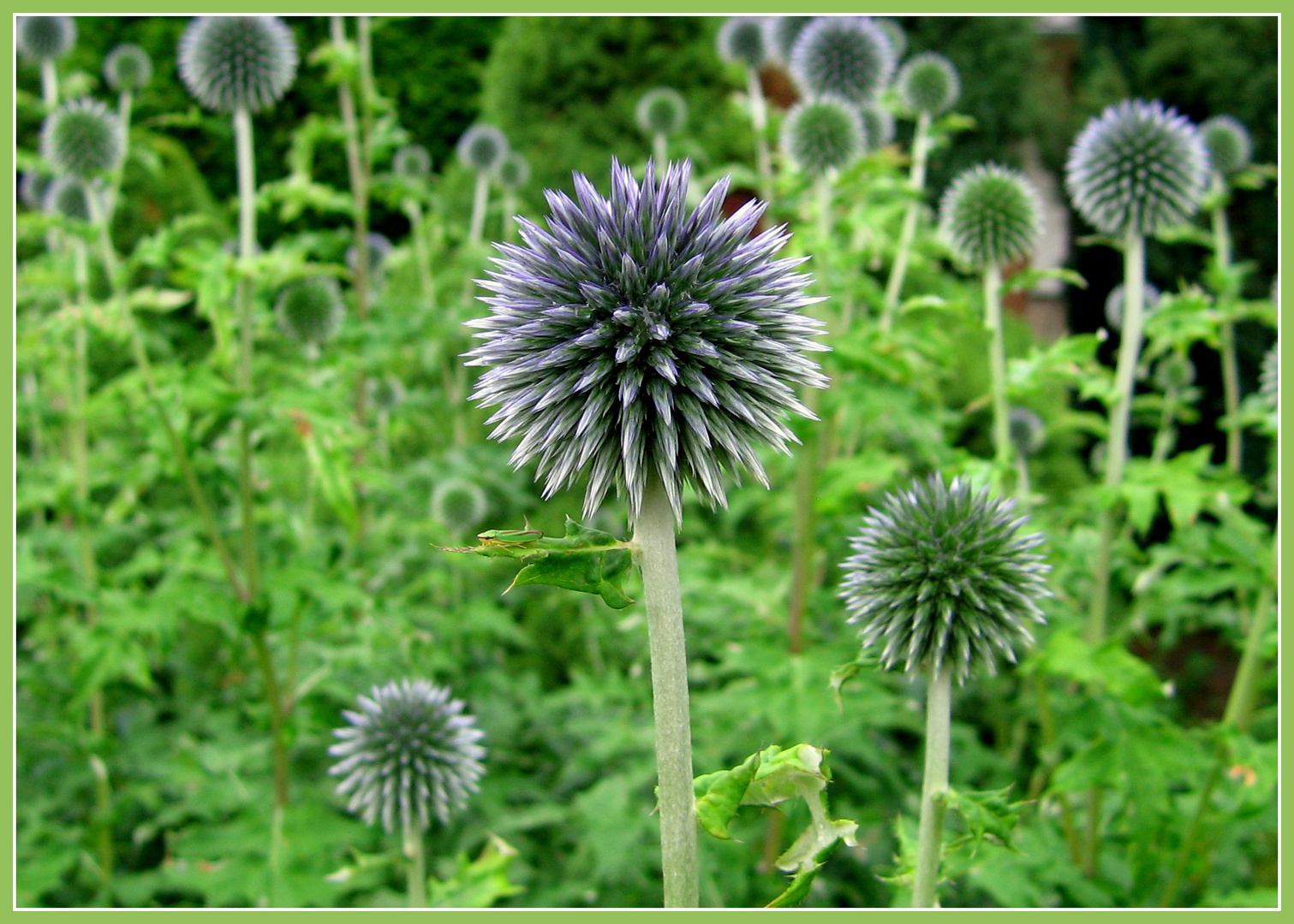 Kugeldistel