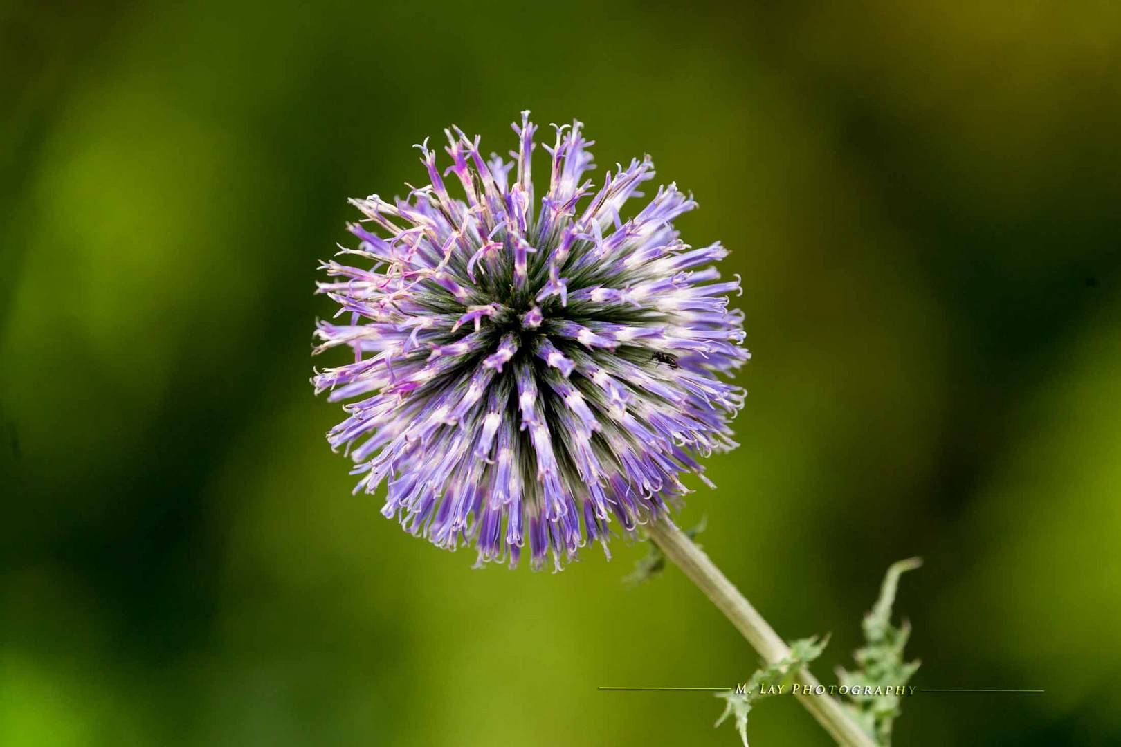 Kugeldistel (Echinops)