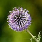 Kugeldistel (Echinops)