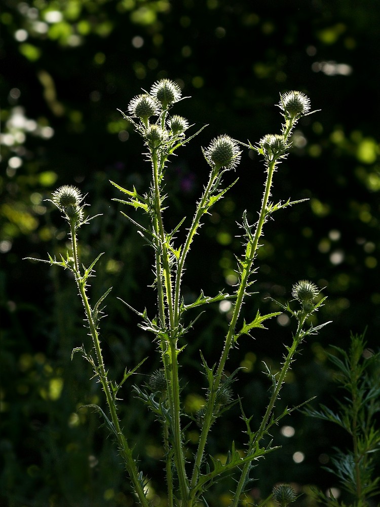 Kugeldistel (Echinops)