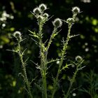 Kugeldistel (Echinops)