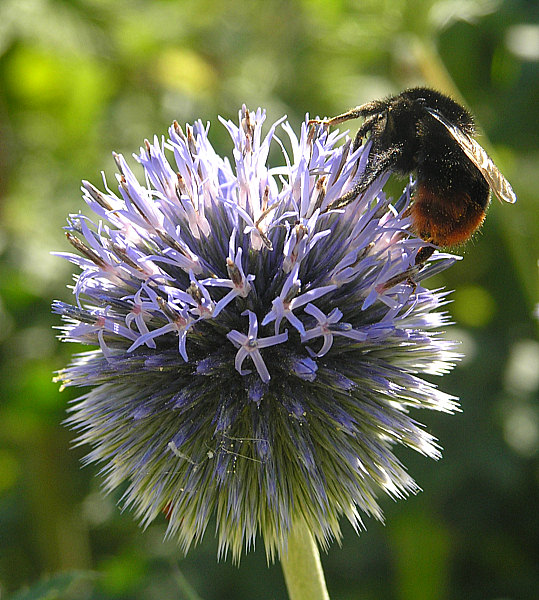 Kugeldistel - Echinops banaticus