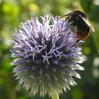 Kugeldistel - Echinops banaticus