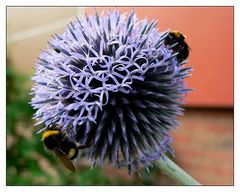 Kugeldistel (Echinops bannaticus) mit Gästen