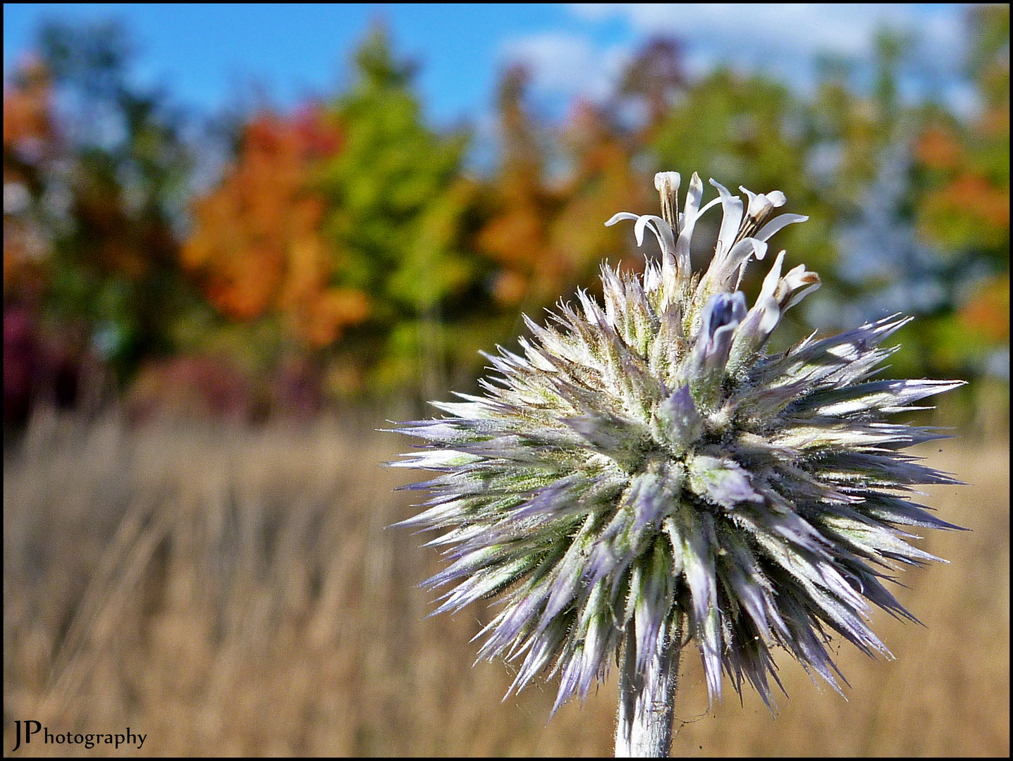 Kugeldistel - Es ist Herbst