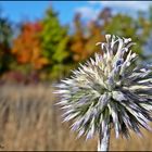 Kugeldistel - Es ist Herbst