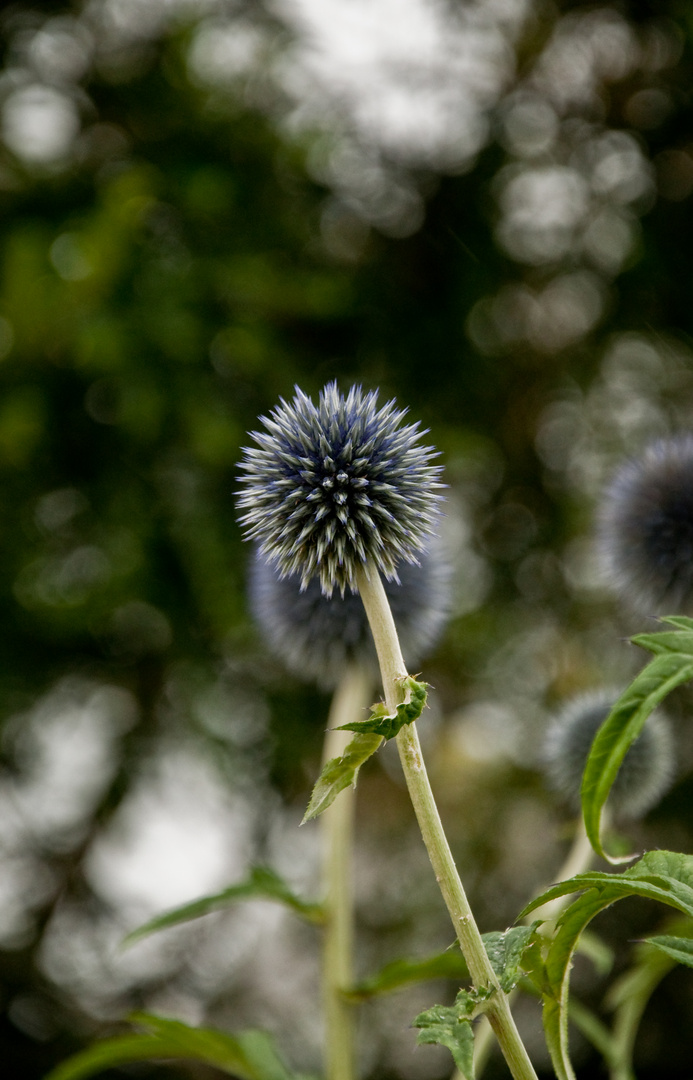 Kugeldistel