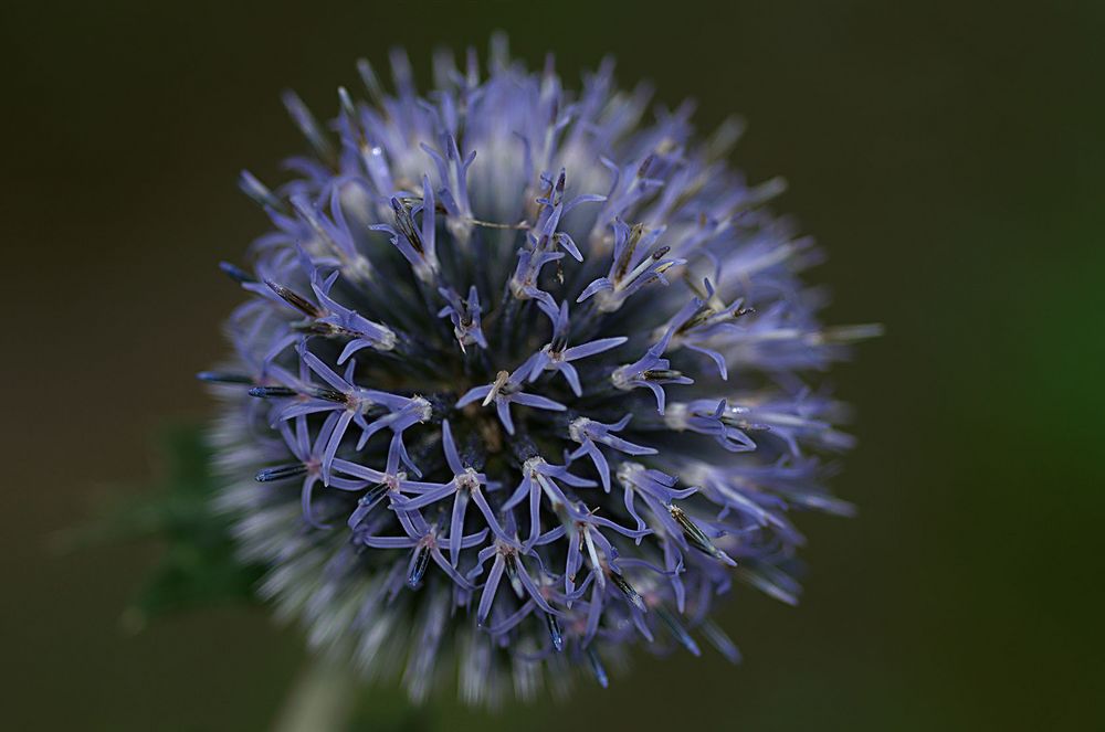 Kugeldistel