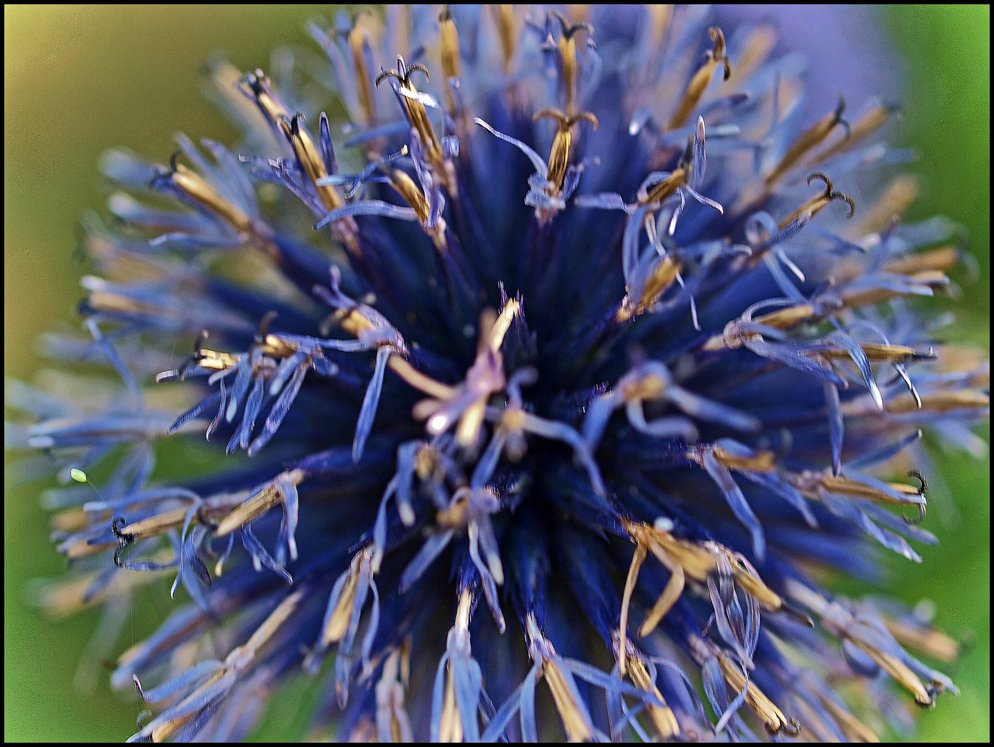  Kugeldistel HDR