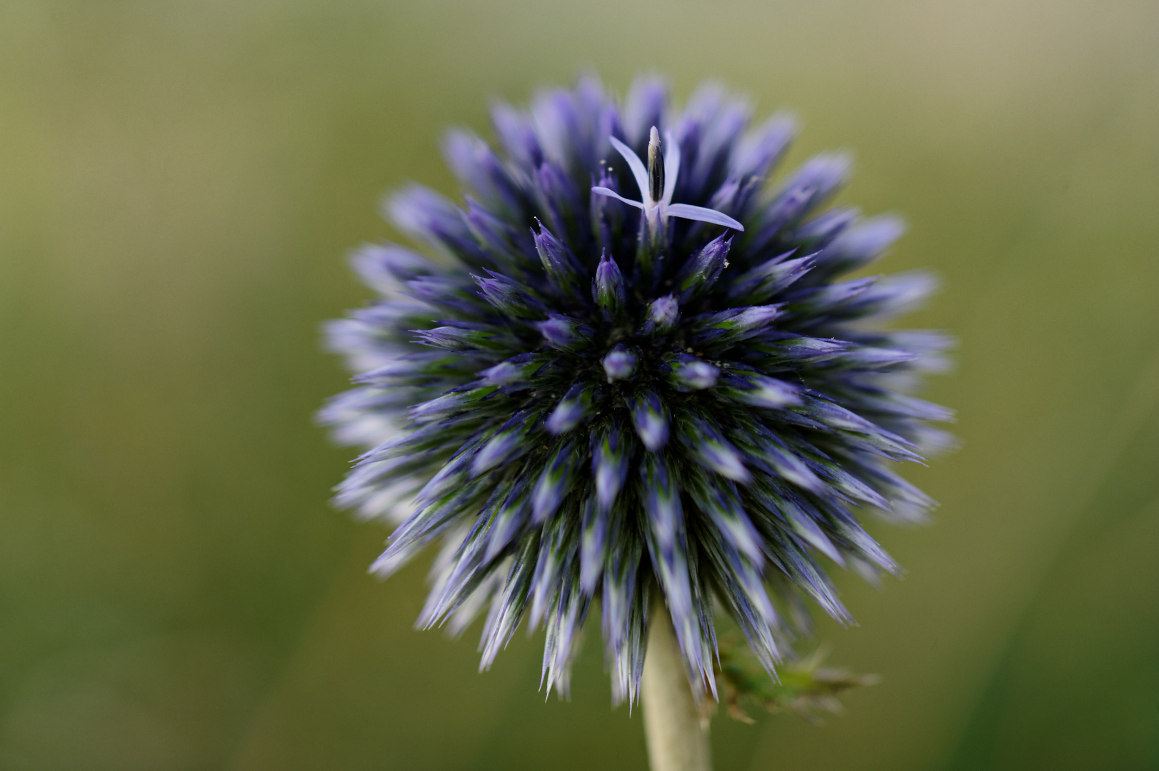 Kugeldistel (II)