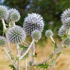 Kugeldistel im Sommerlicht