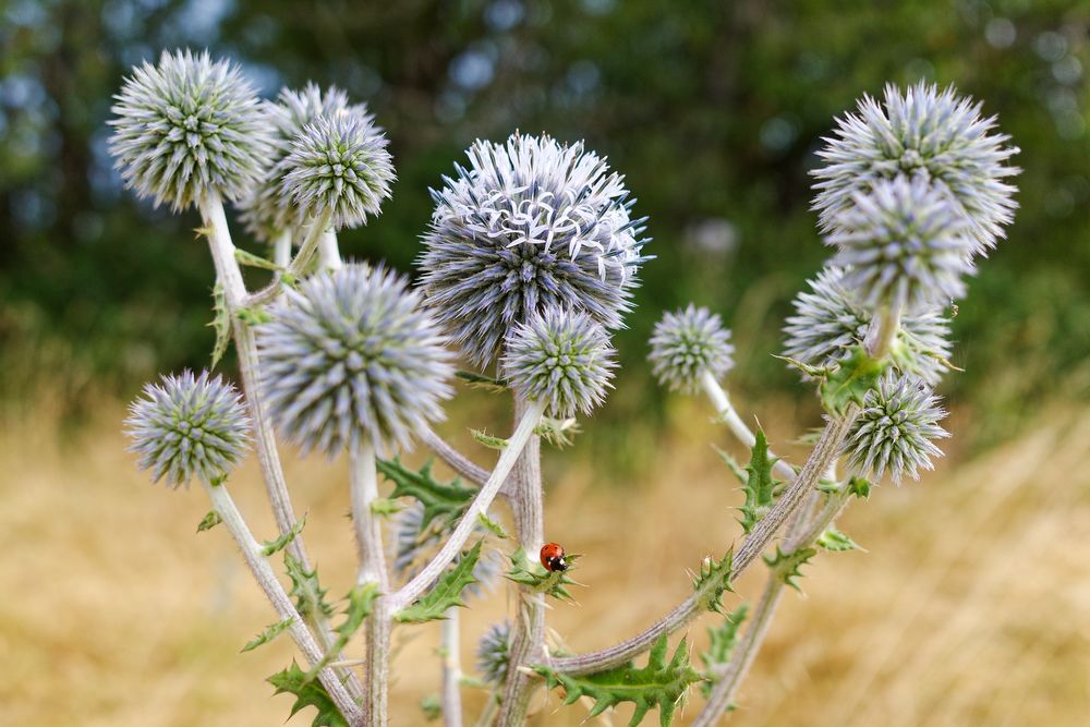 Kugeldistel im Sommerlicht