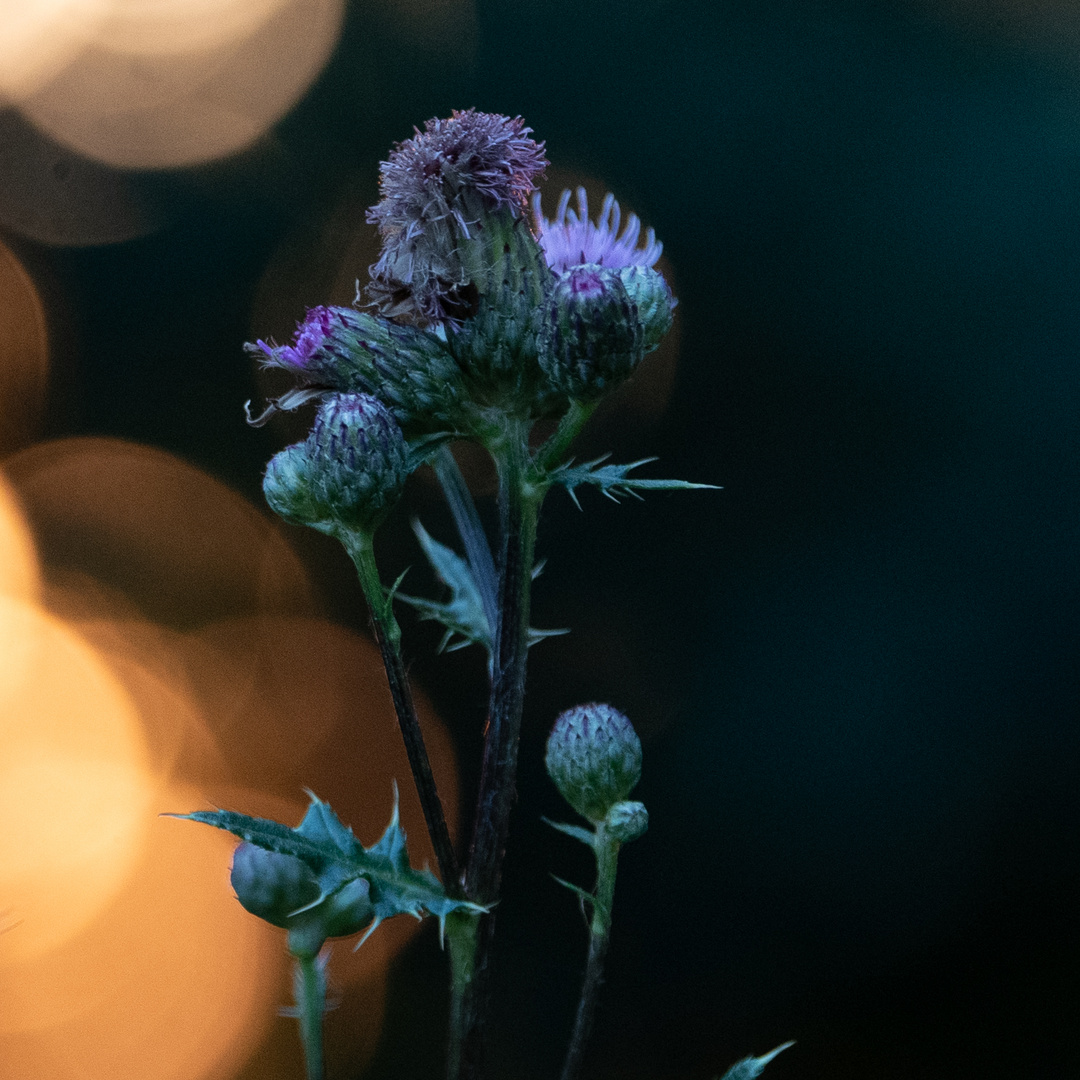 Kugeldistel im Sonnenuntergang 