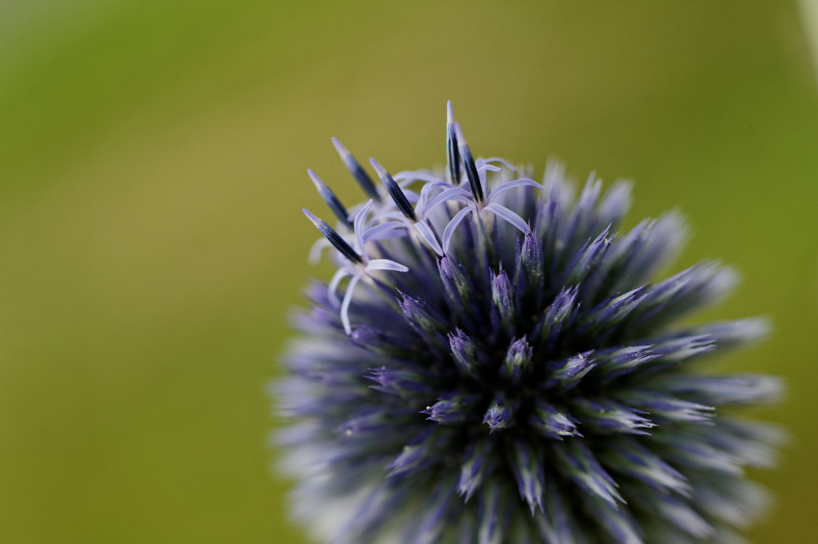 Kugeldistel (IV)