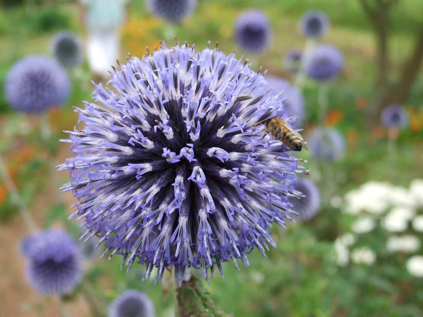 Kugeldistel mit Bestäuber