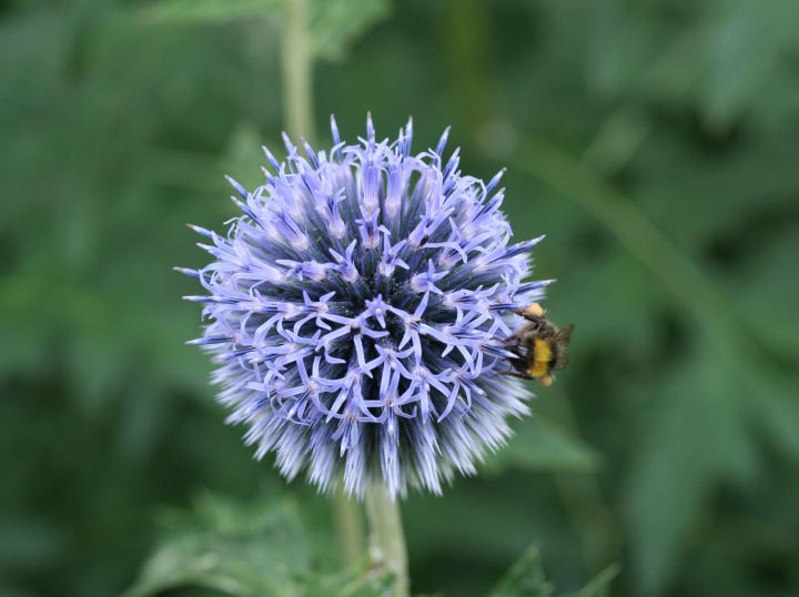 Kugeldistel mit Besucher