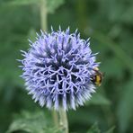 Kugeldistel mit Besucher