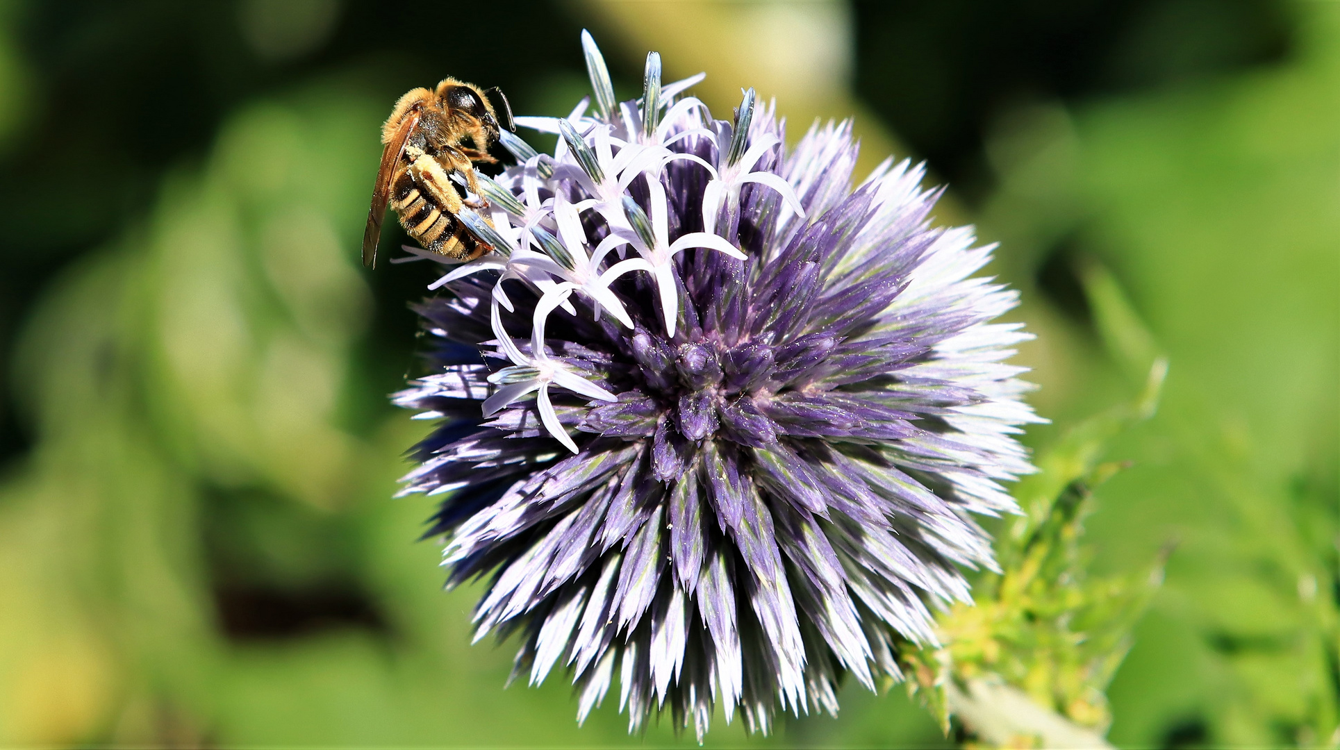 Kugeldistel mit Besucher