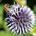 Kugeldistel mit Besucher