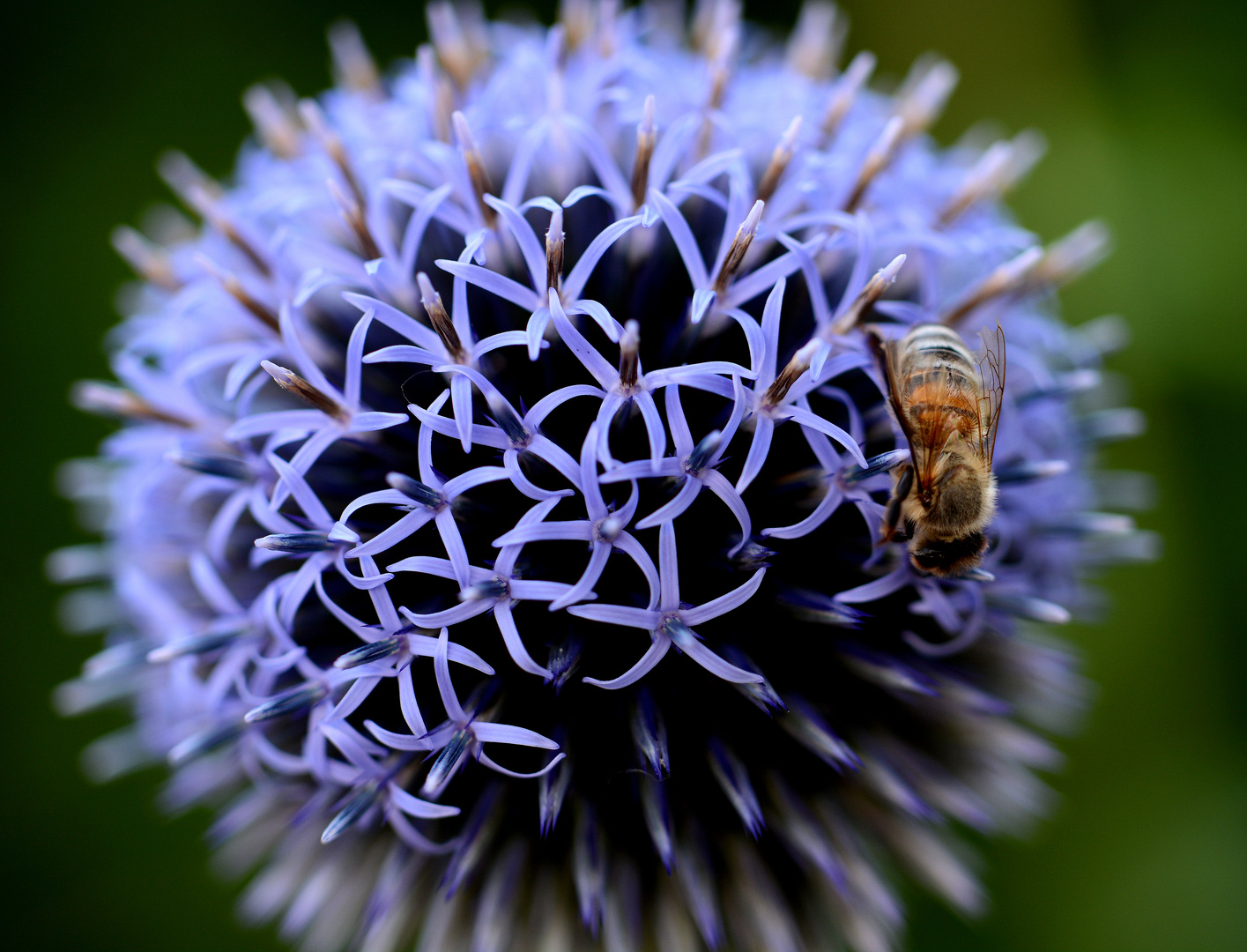 Kugeldistel mit " Besucher "