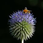 Kugeldistel mit Besucher