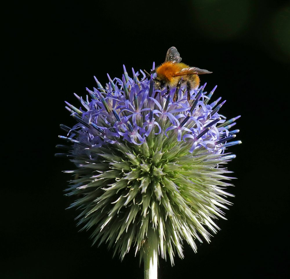 Kugeldistel mit Besucher