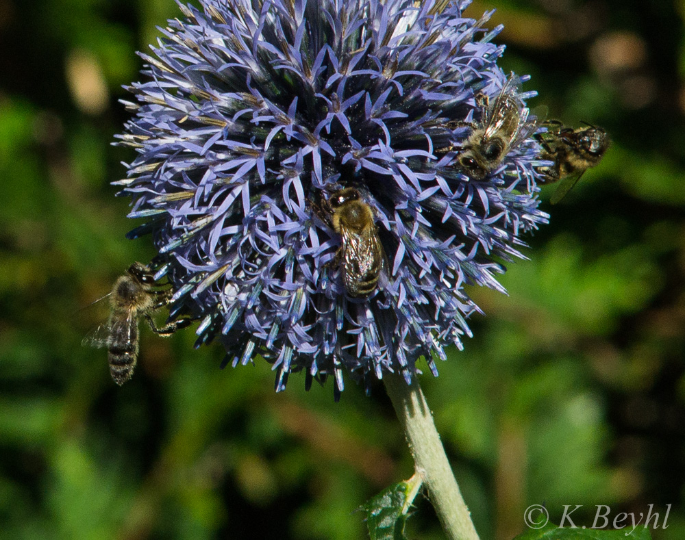 Kugeldistel mit Bienchen