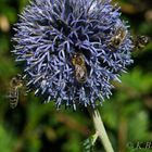 Kugeldistel mit Bienchen