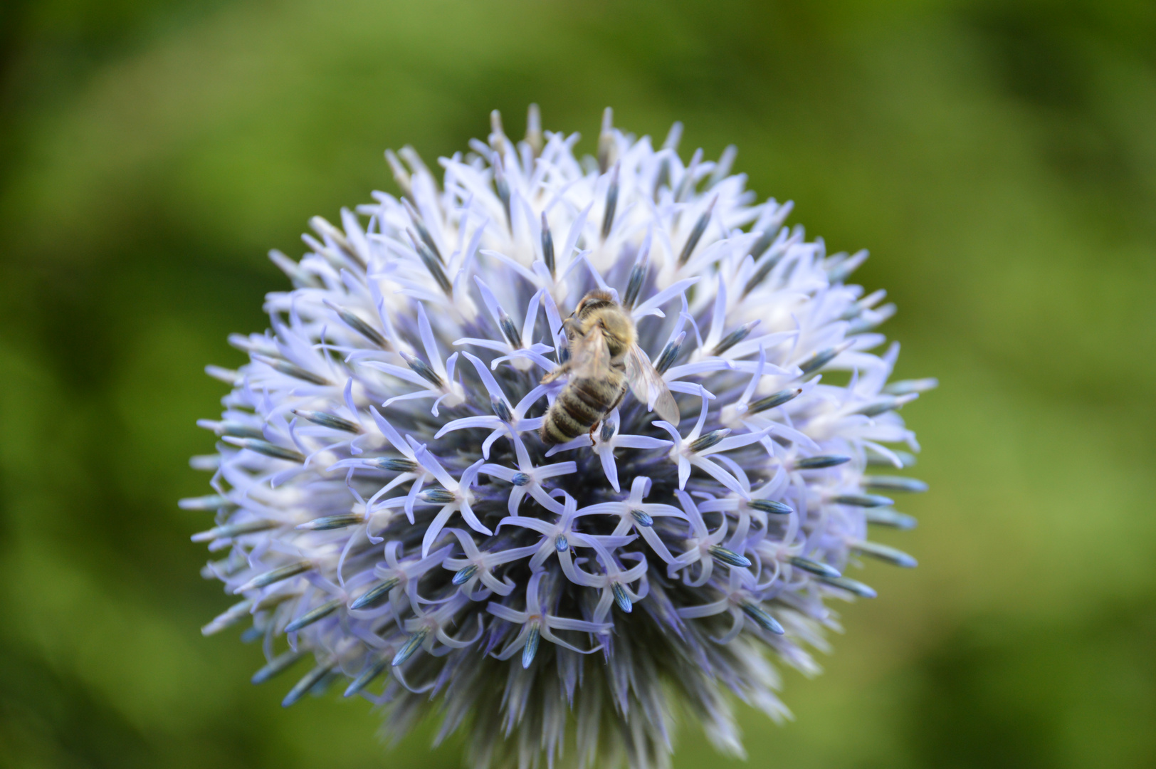 Kugeldistel mit Biene