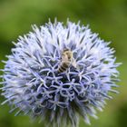 Kugeldistel mit Biene