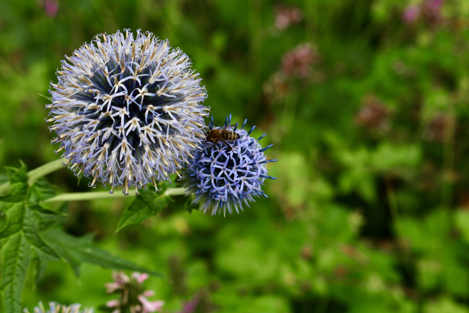 Kugeldistel mit Biene