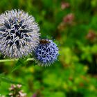 Kugeldistel mit Biene