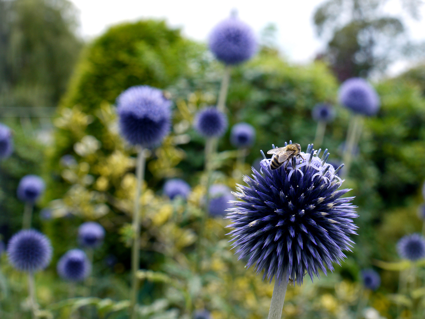 Kugeldistel mit Biene