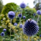 Kugeldistel mit Biene