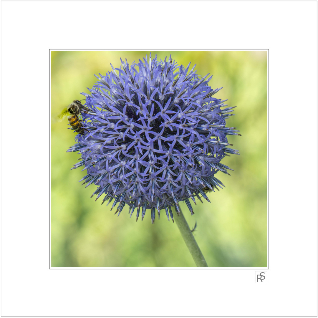 Kugeldistel mit Biene