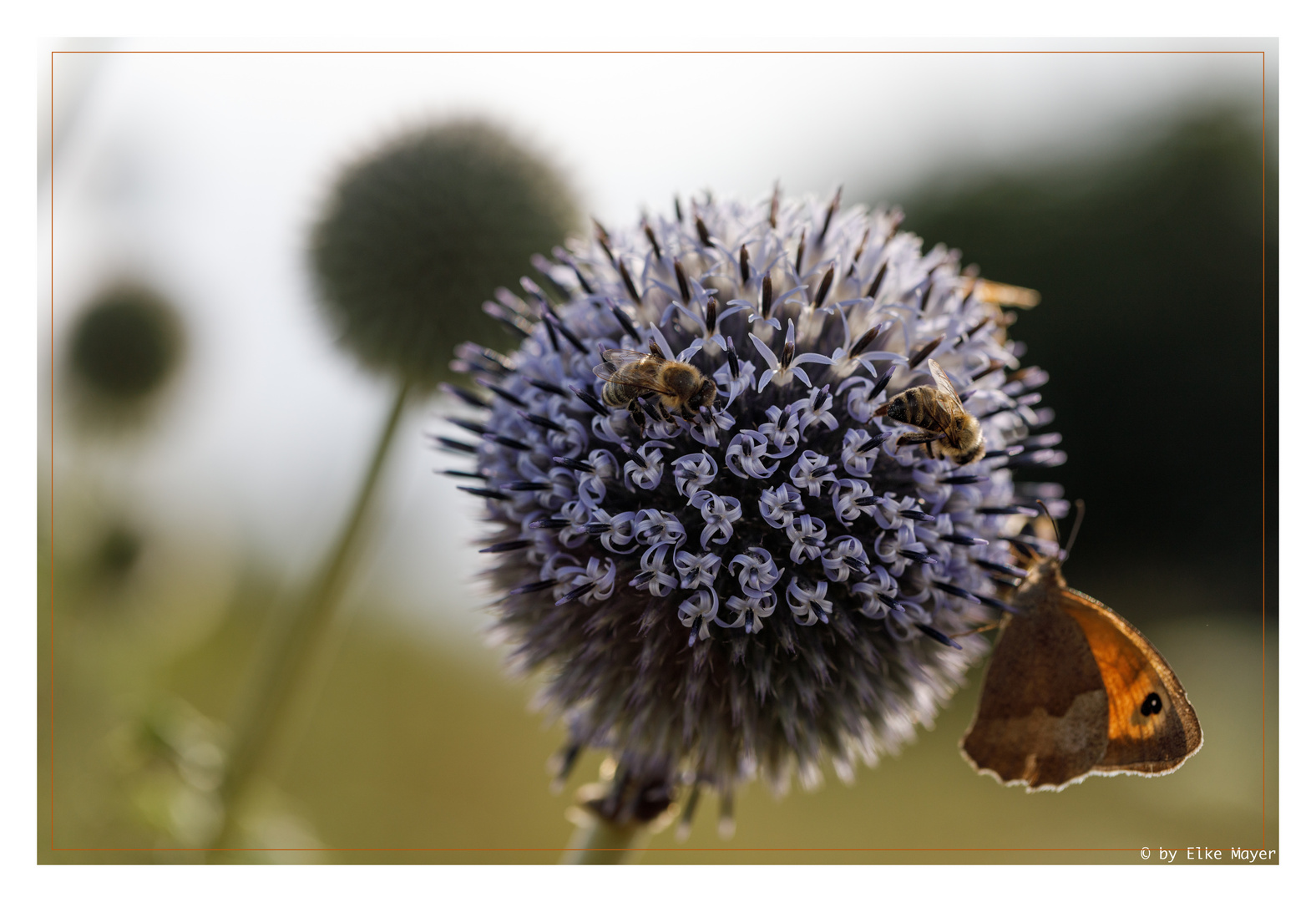 Kugeldistel mit Biene und Schmetterling 