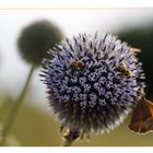 Kugeldistel mit Biene und Schmetterling 