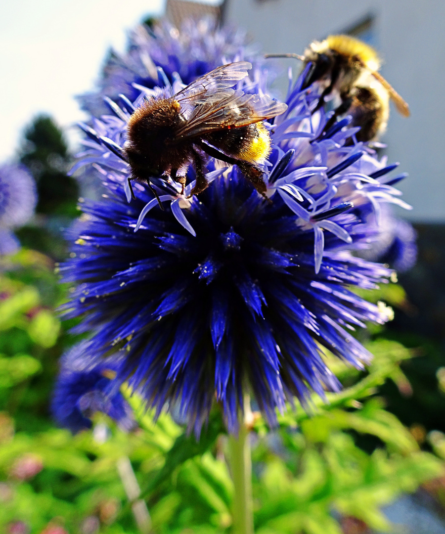 Kugeldistel mit Bienen