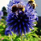 Kugeldistel mit Bienen