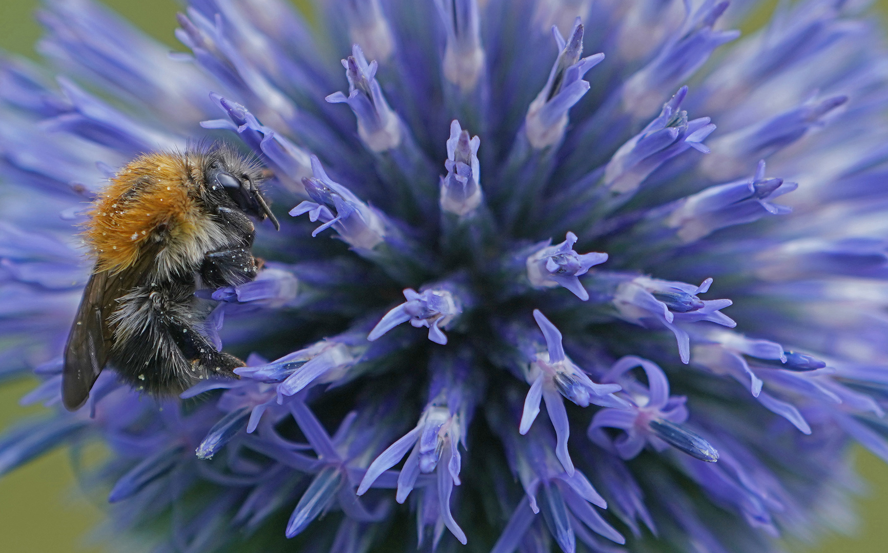 Kugeldistel mit Hummel 