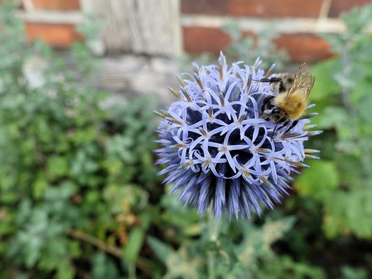 Kugeldistel mit Hummel