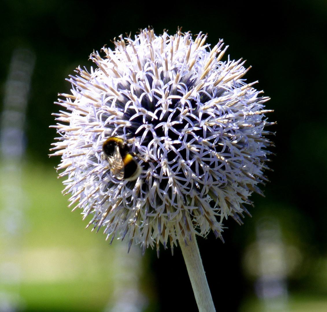 Kugeldistel mit Hummel