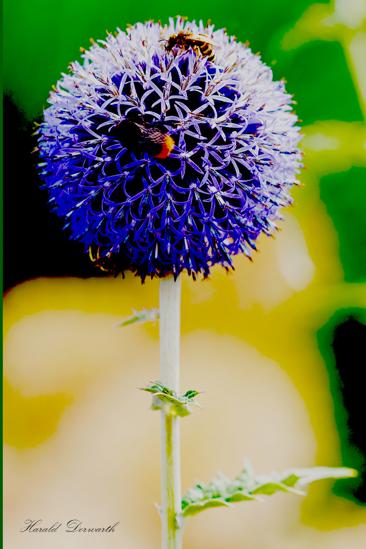 Kugeldistel mit Steinhummel