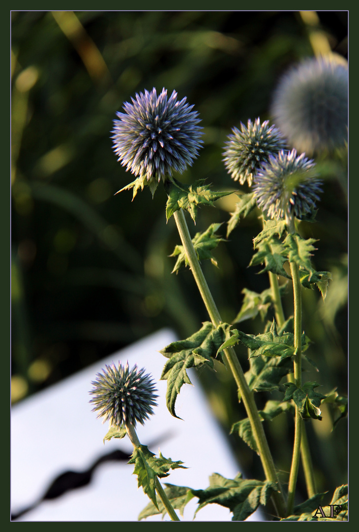 Kugeldistel vor Stahlkubus