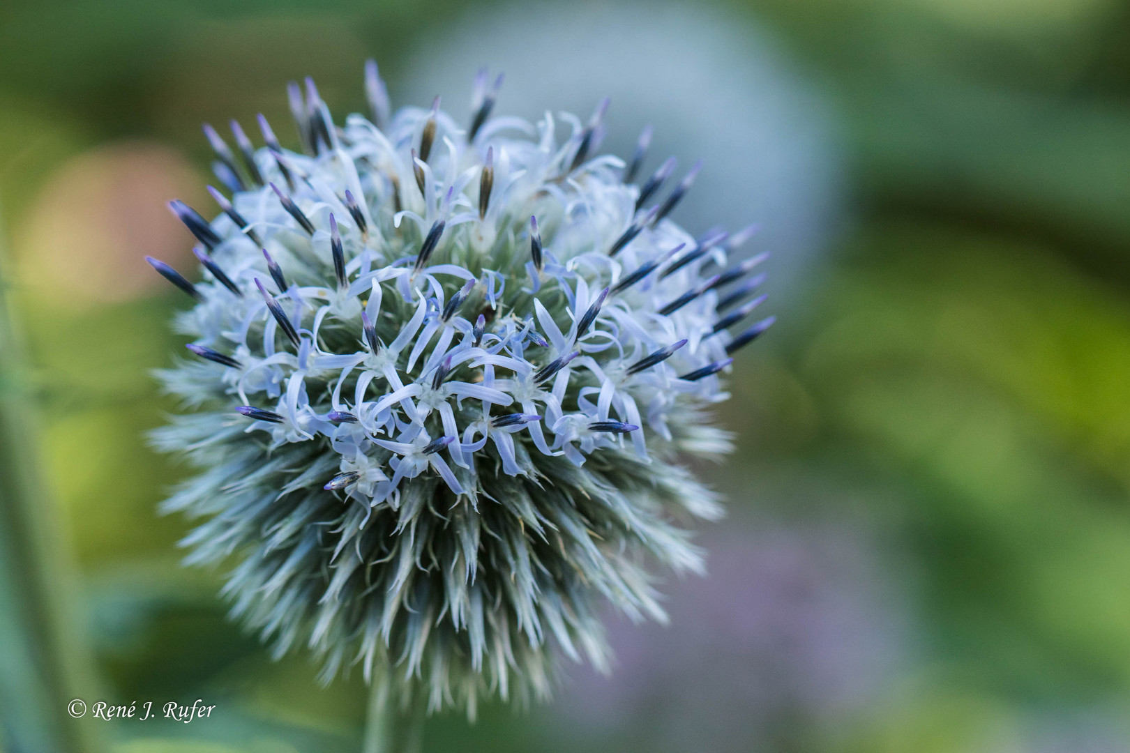 Kugeldistel_6418