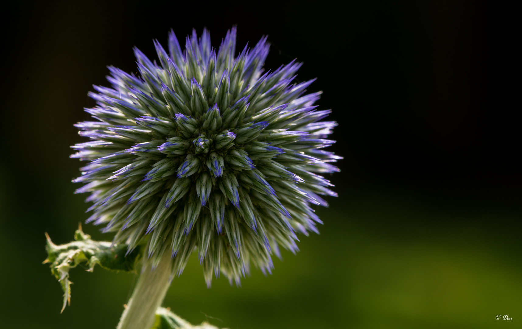 Kugeldistel_früh