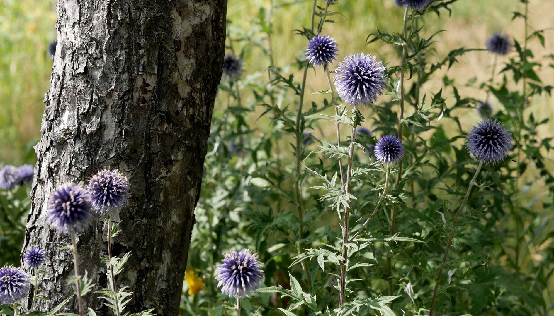 Kugeldisteln Foto & Bild world, natur, landschaft Bilder auf
