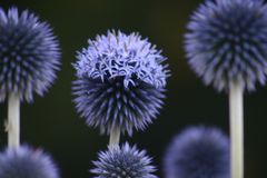 Kugeldisteln (Echinops spec.).